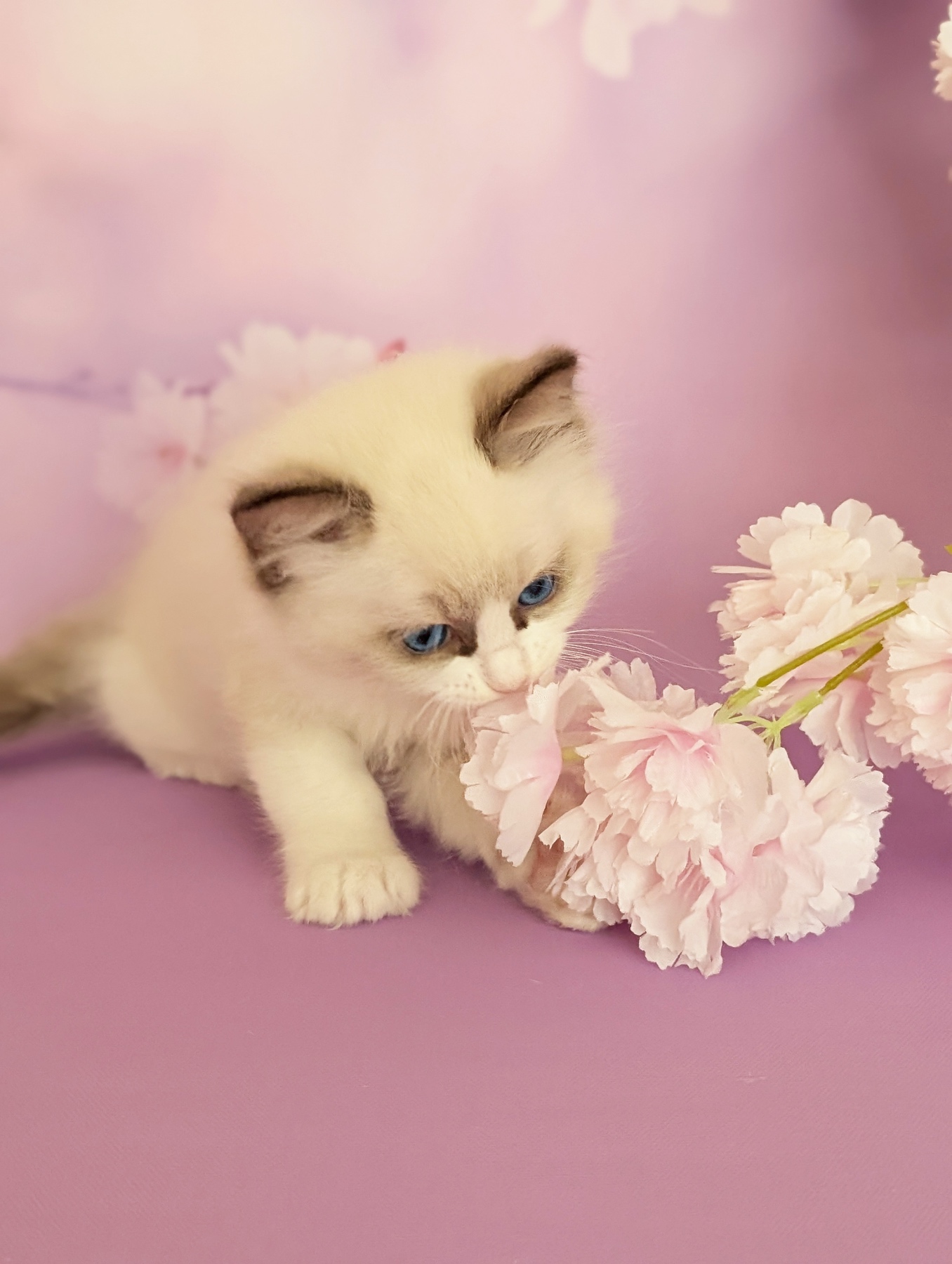 Celeste Ragdoll