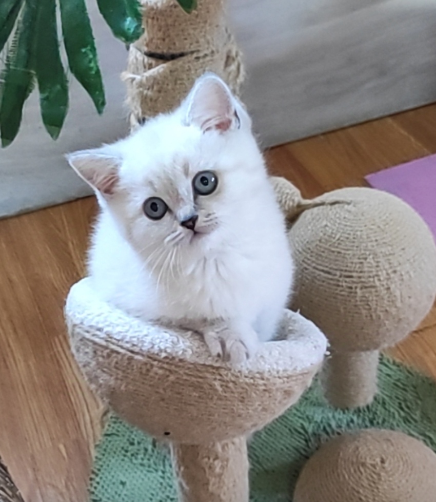 Graf British Shorthair