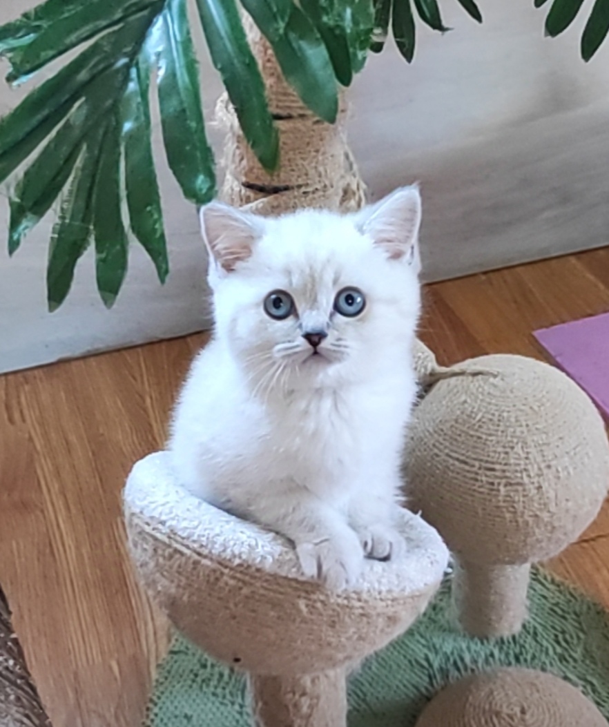 Graf British Shorthair