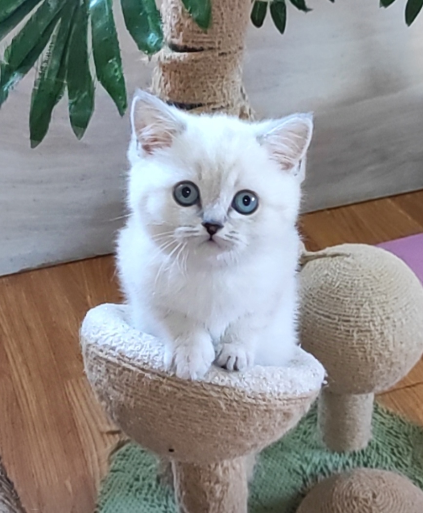 Graf British Shorthair
