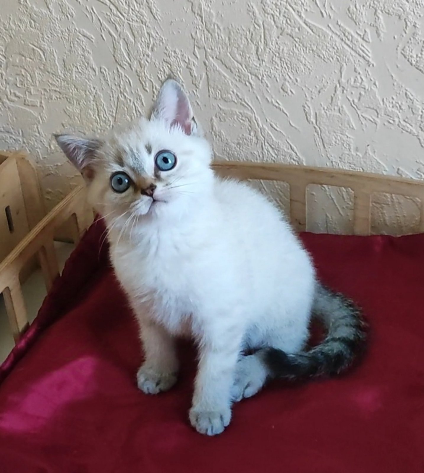 Jeck British Shorthair