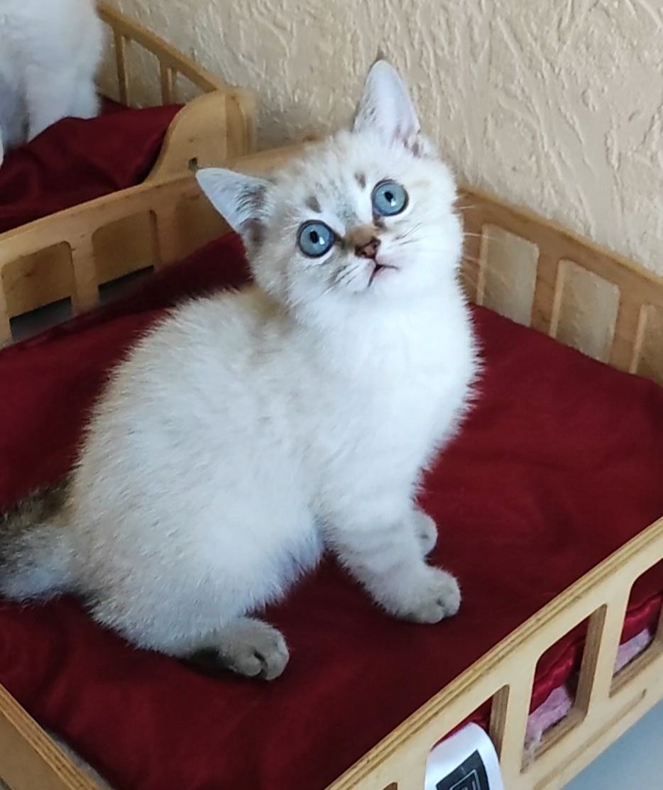 Jeck British Shorthair