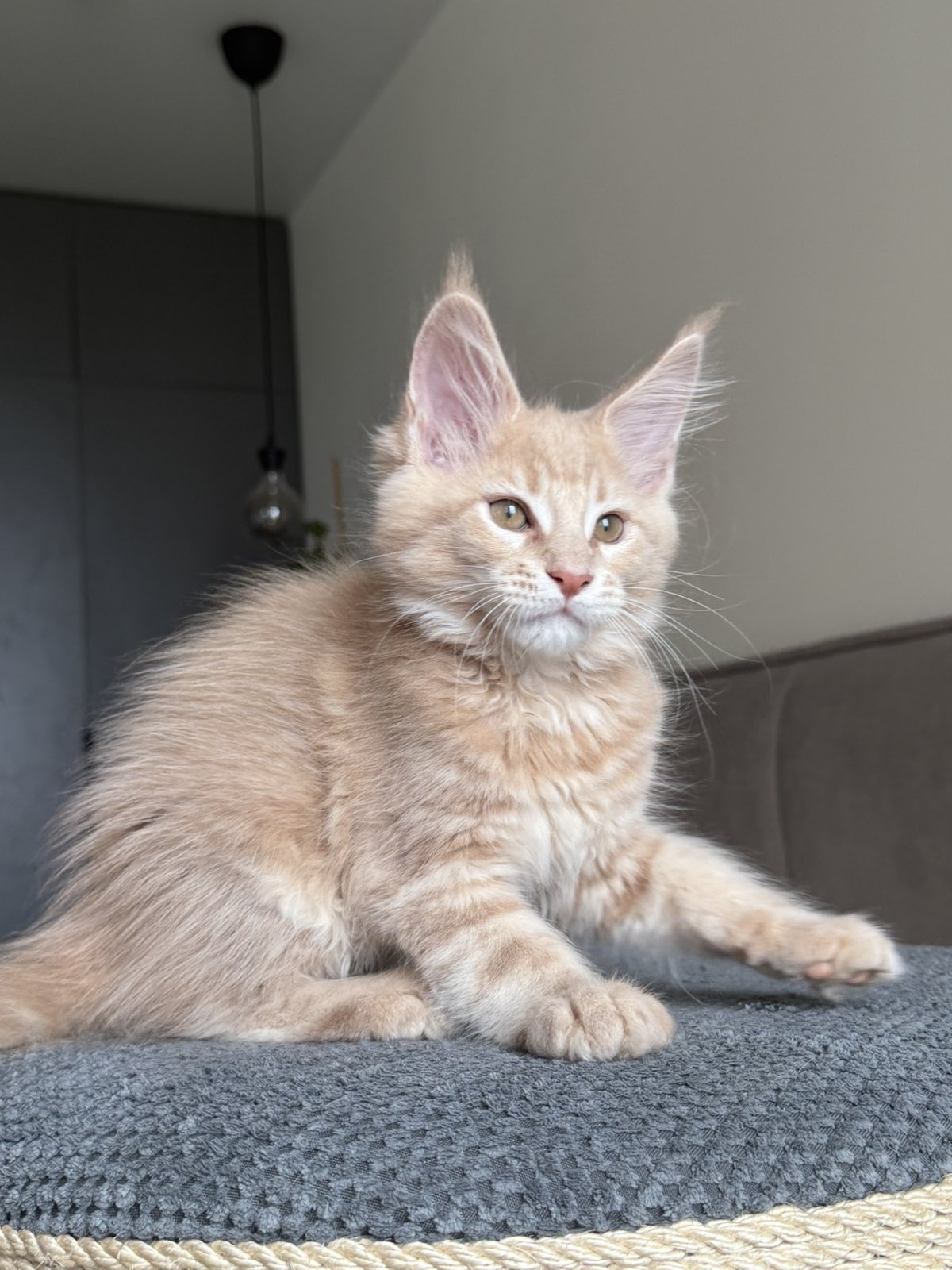 Killer Maine Coon