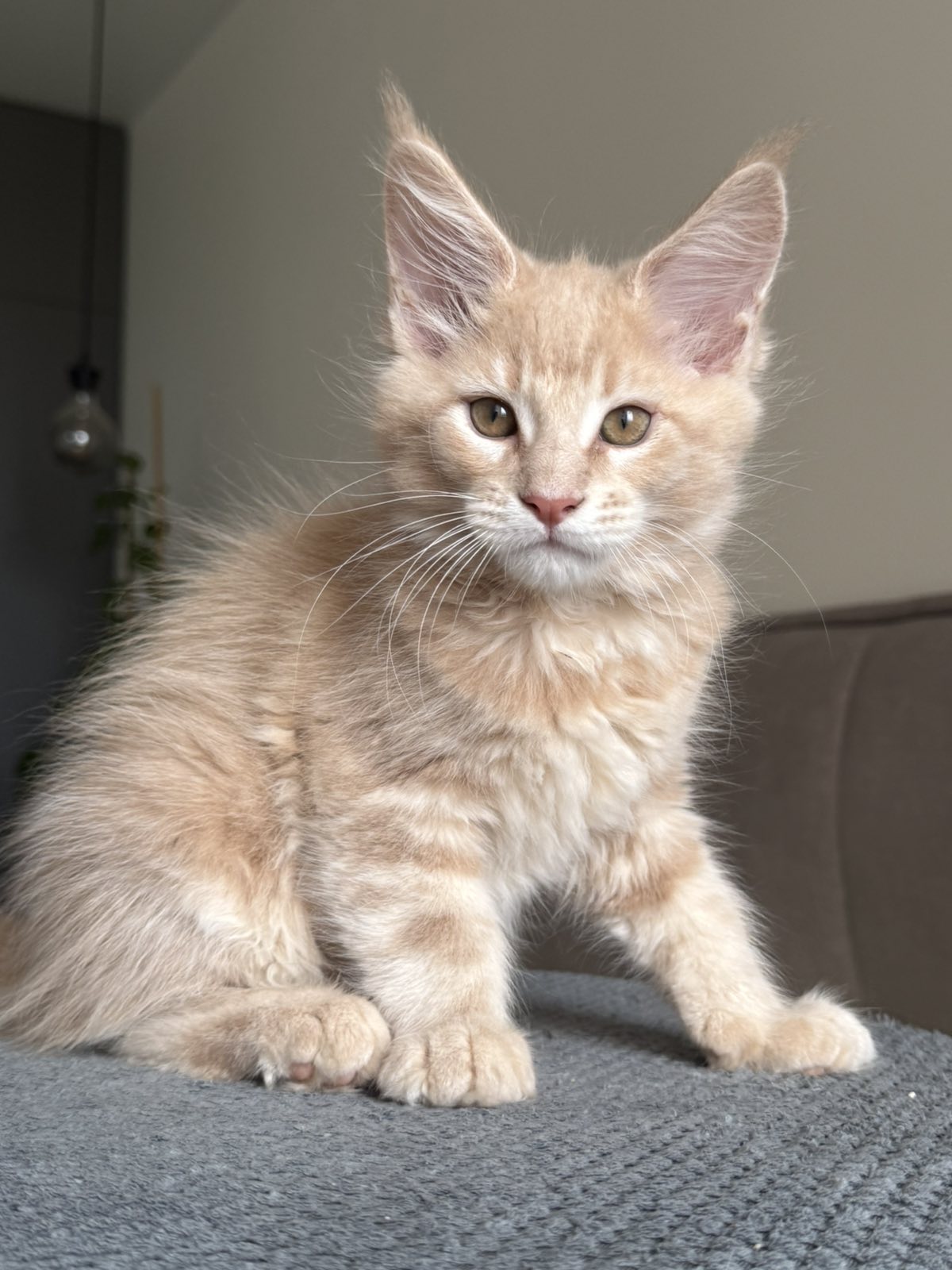 Killer Maine Coon