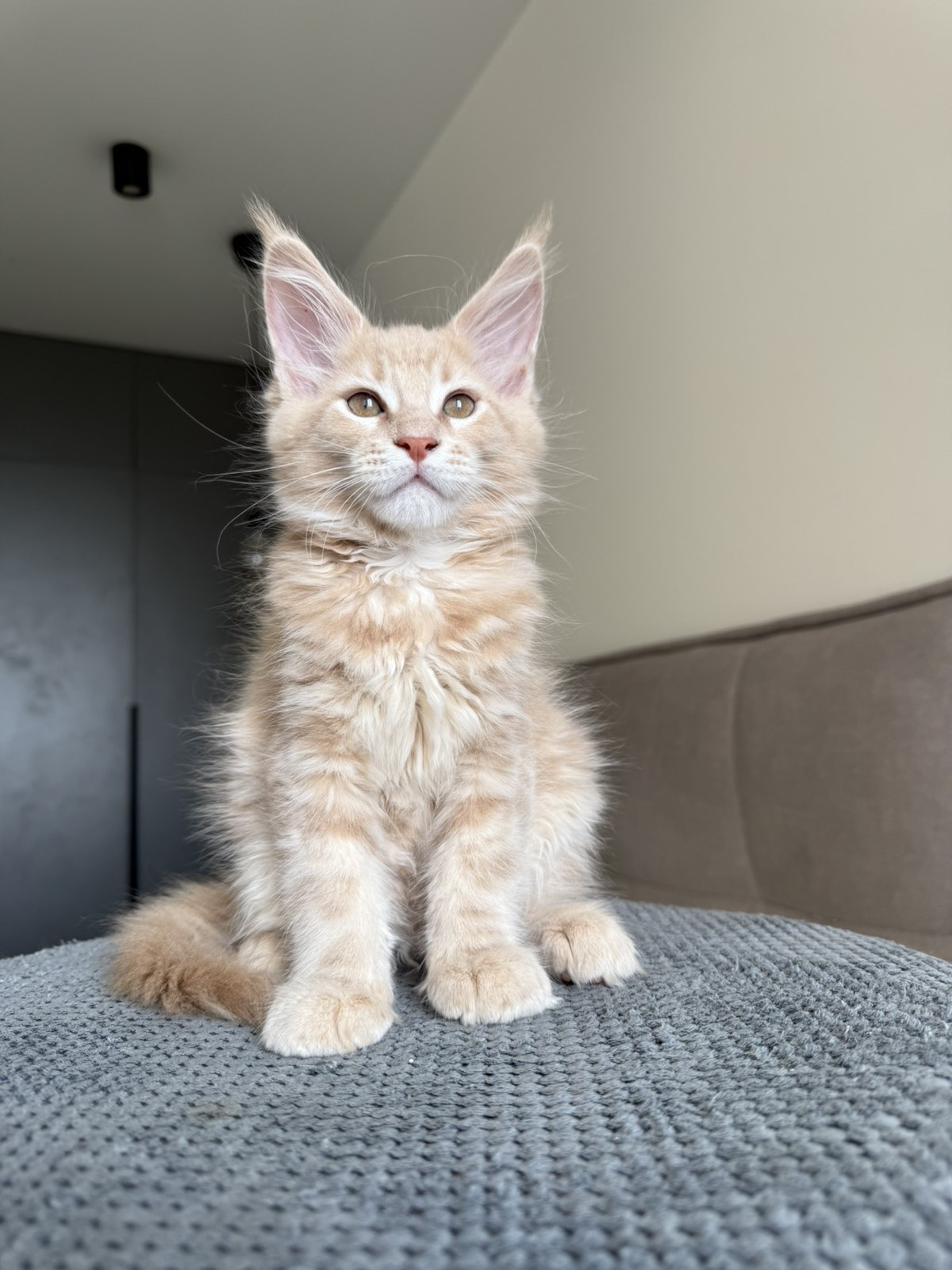 Killer Maine Coon