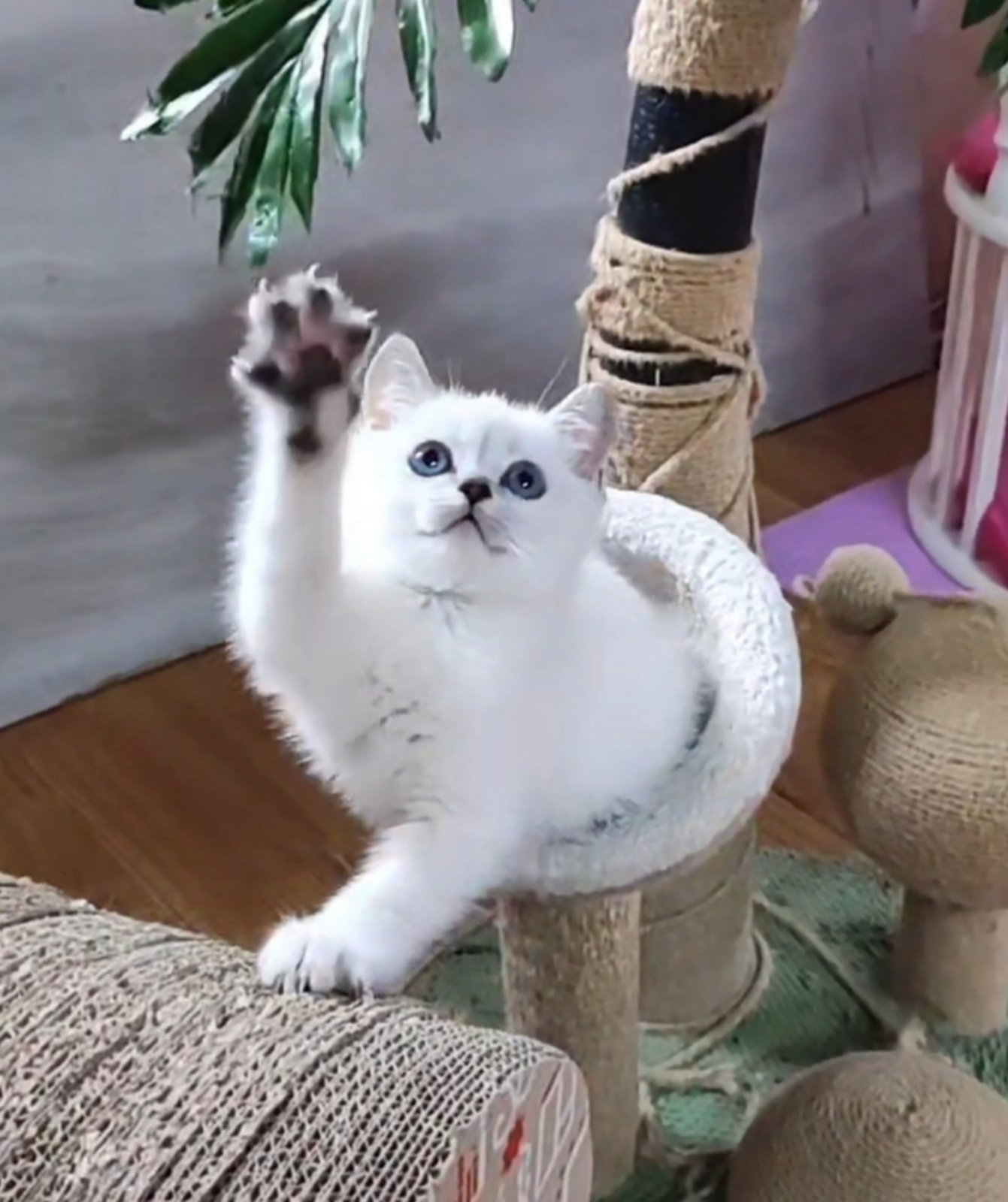 Miki British Shorthair
