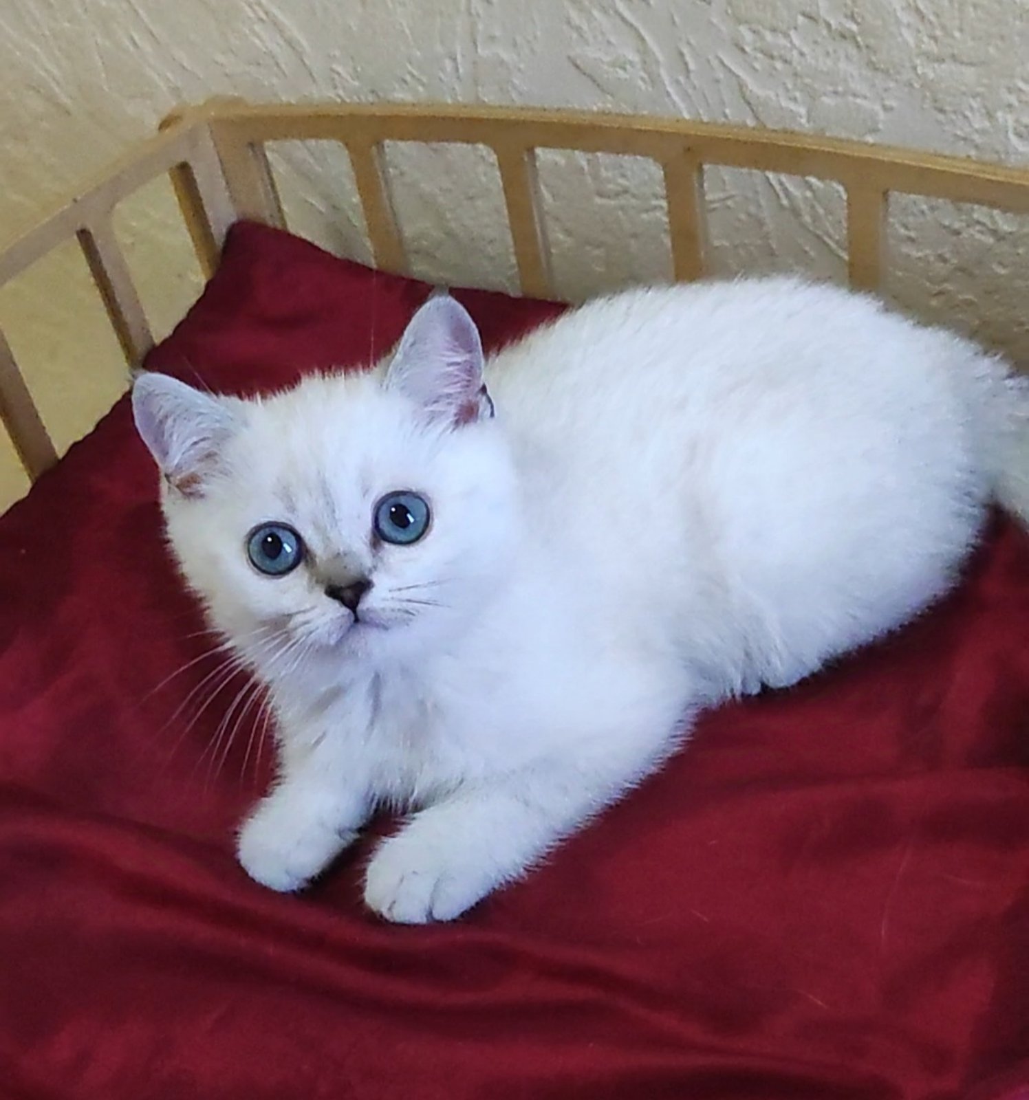 Miki British Shorthair