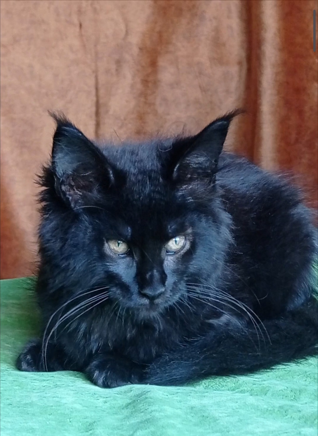Tami Maine Coon