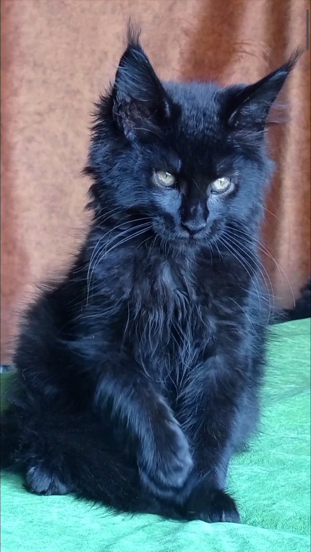 Tami Maine Coon