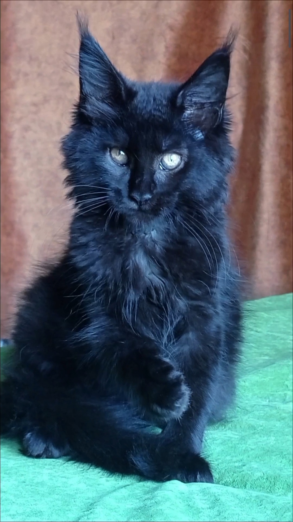 Tami Maine Coon