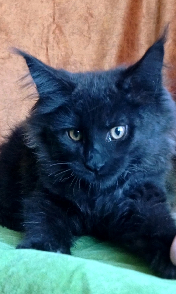 Tami sweet Maine Coon