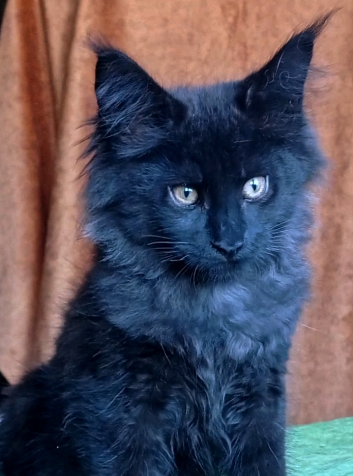 Tami sweet Maine Coon