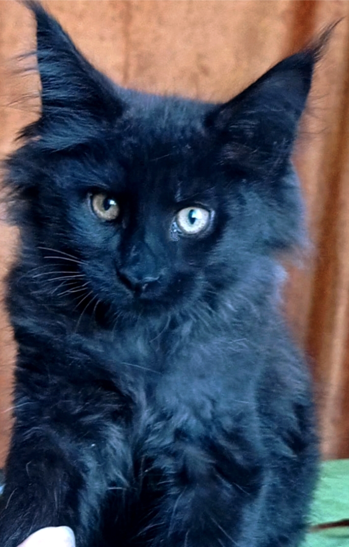 Tami sweet Maine Coon