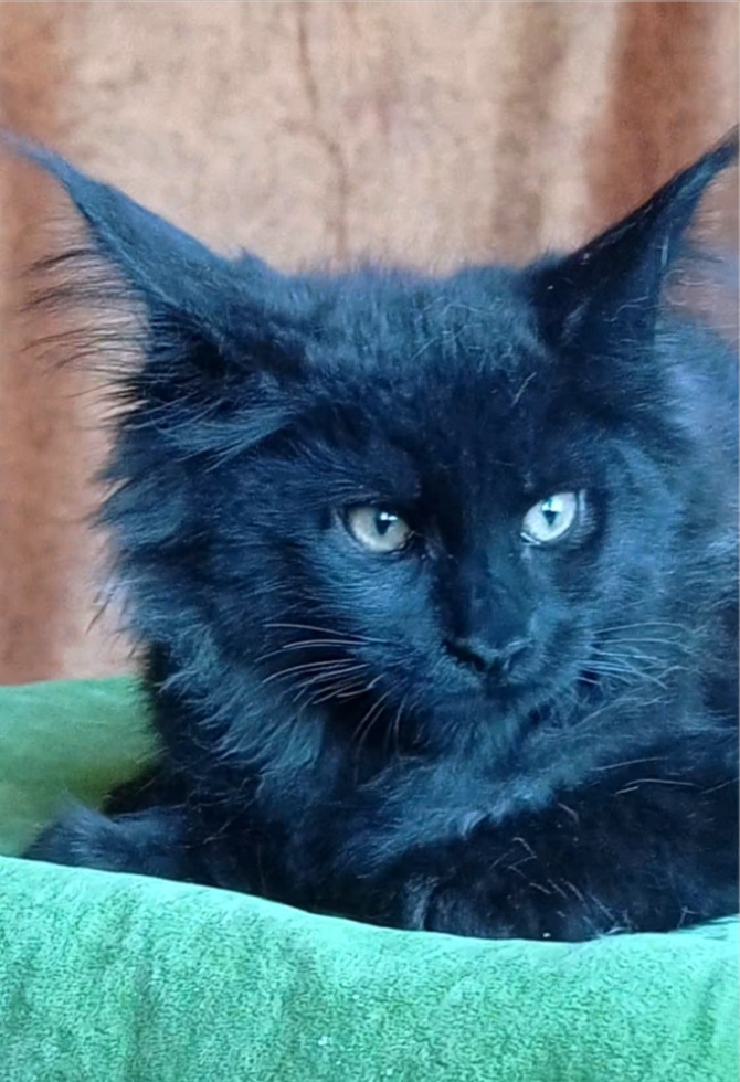 Tami sweet Maine Coon