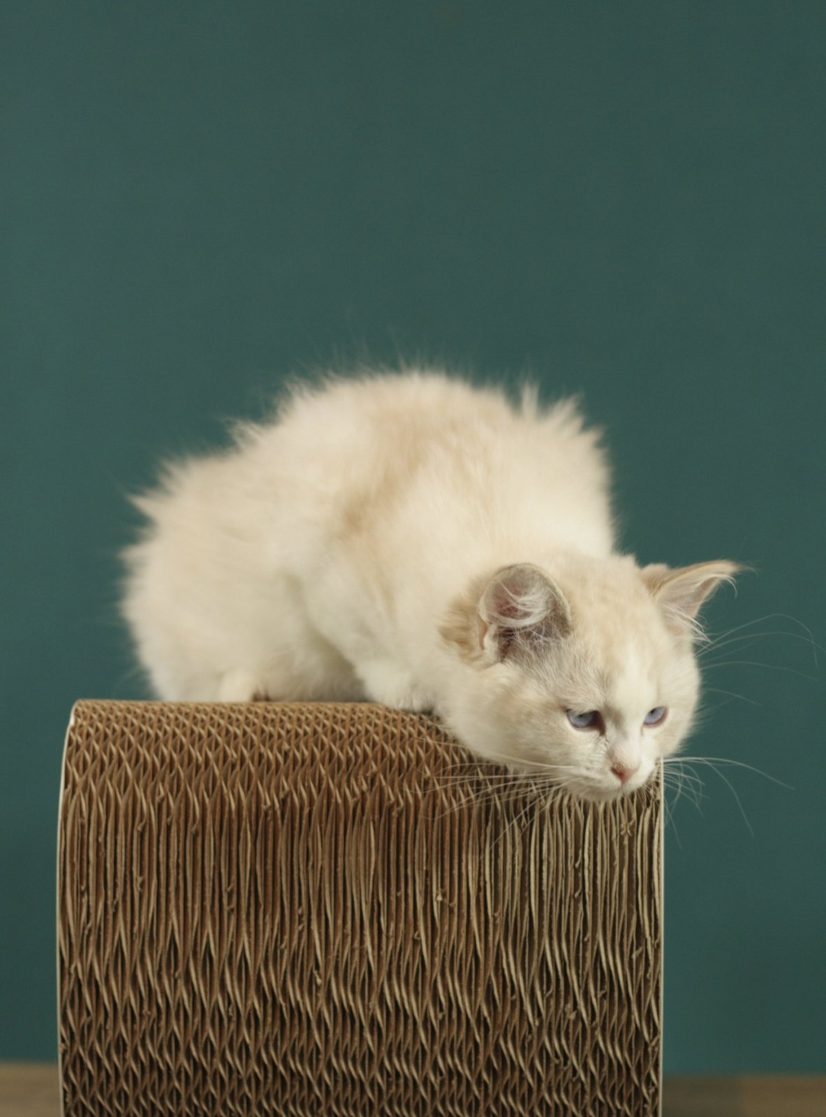 Thomasina Ragdoll