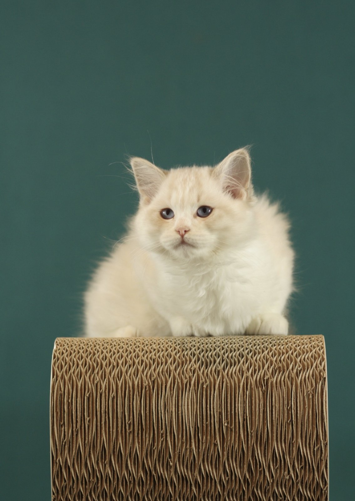 Thomasina Ragdoll