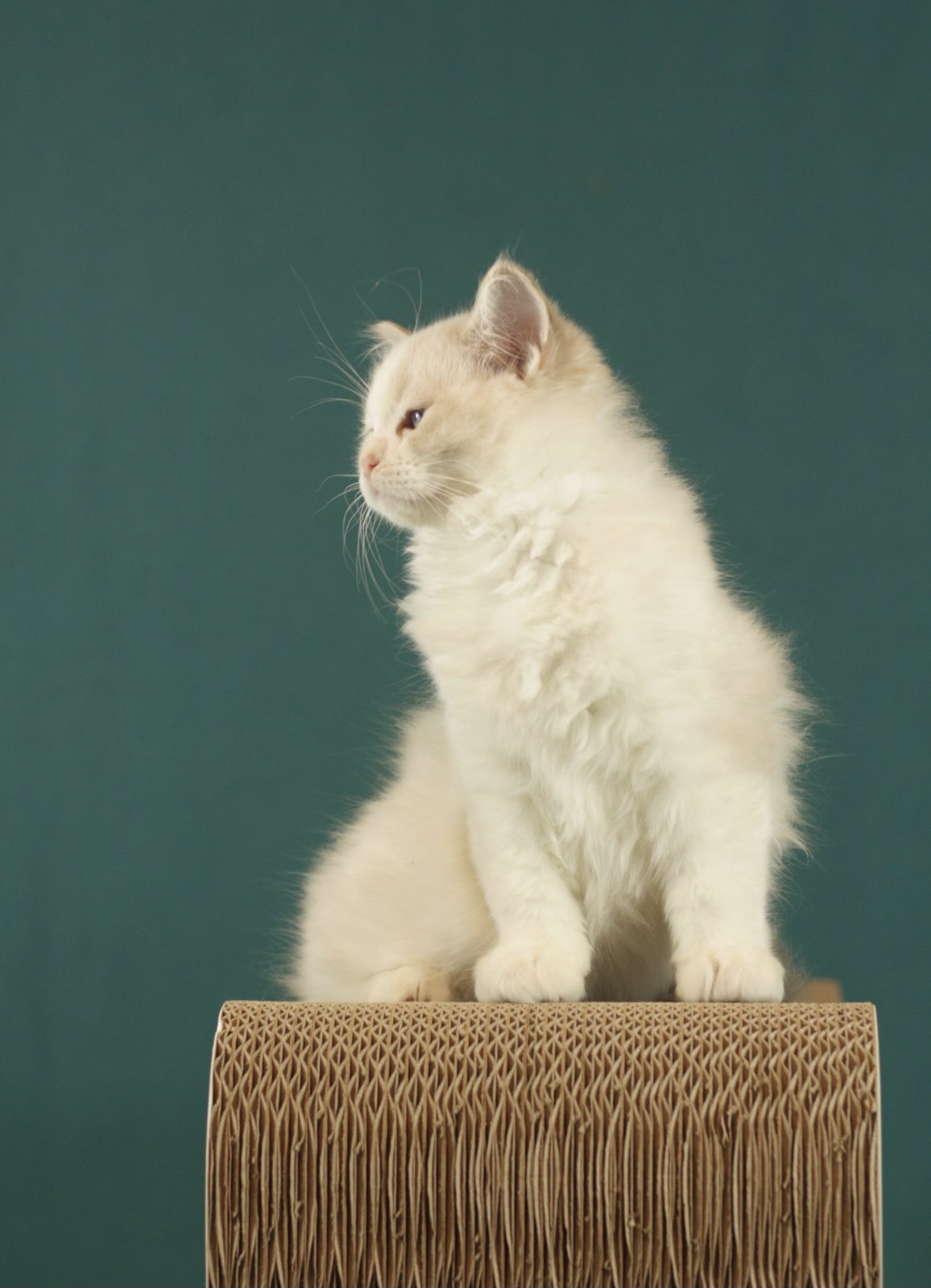 Thomasina Ragdoll