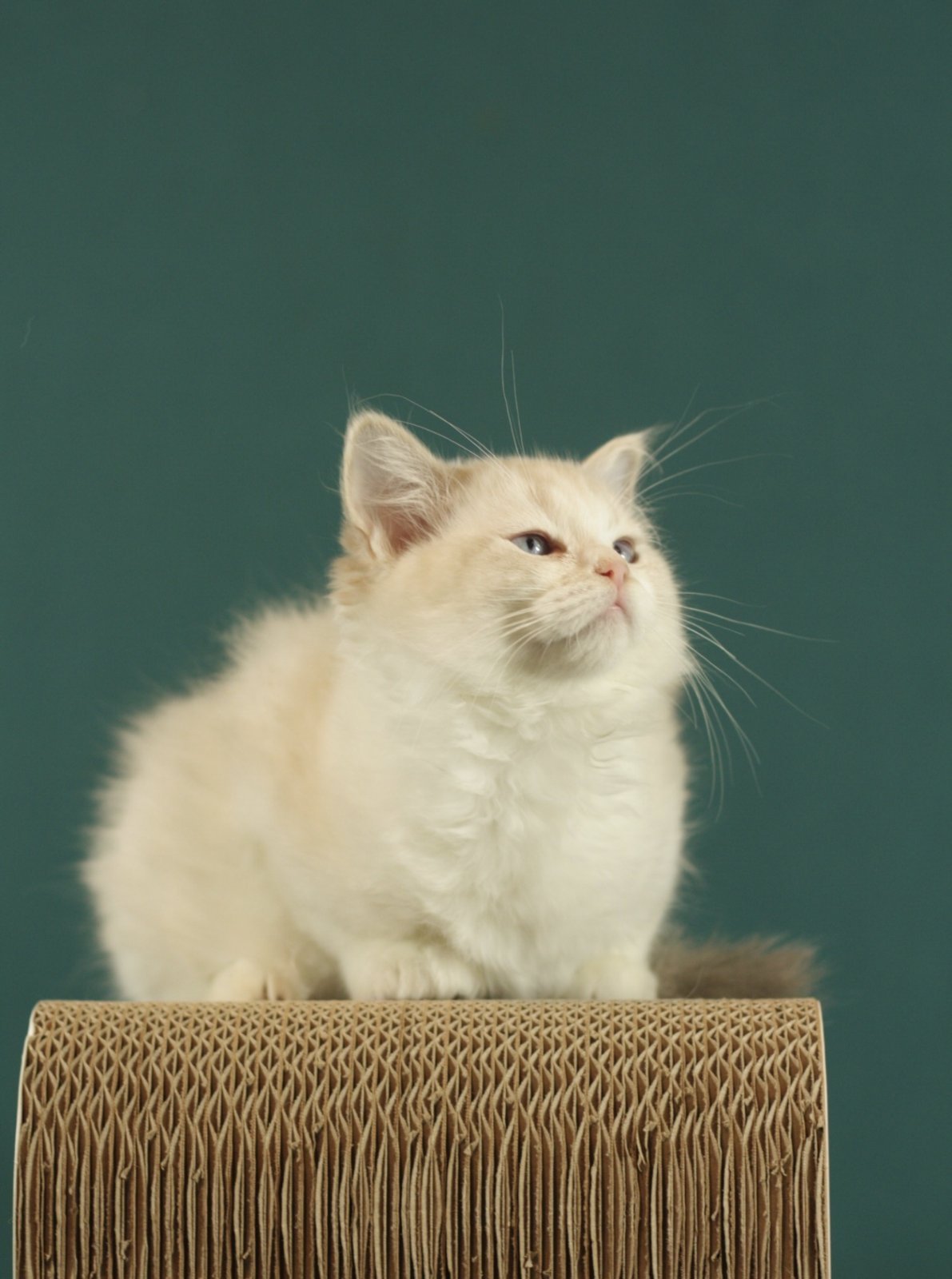 Thomasina Ragdoll