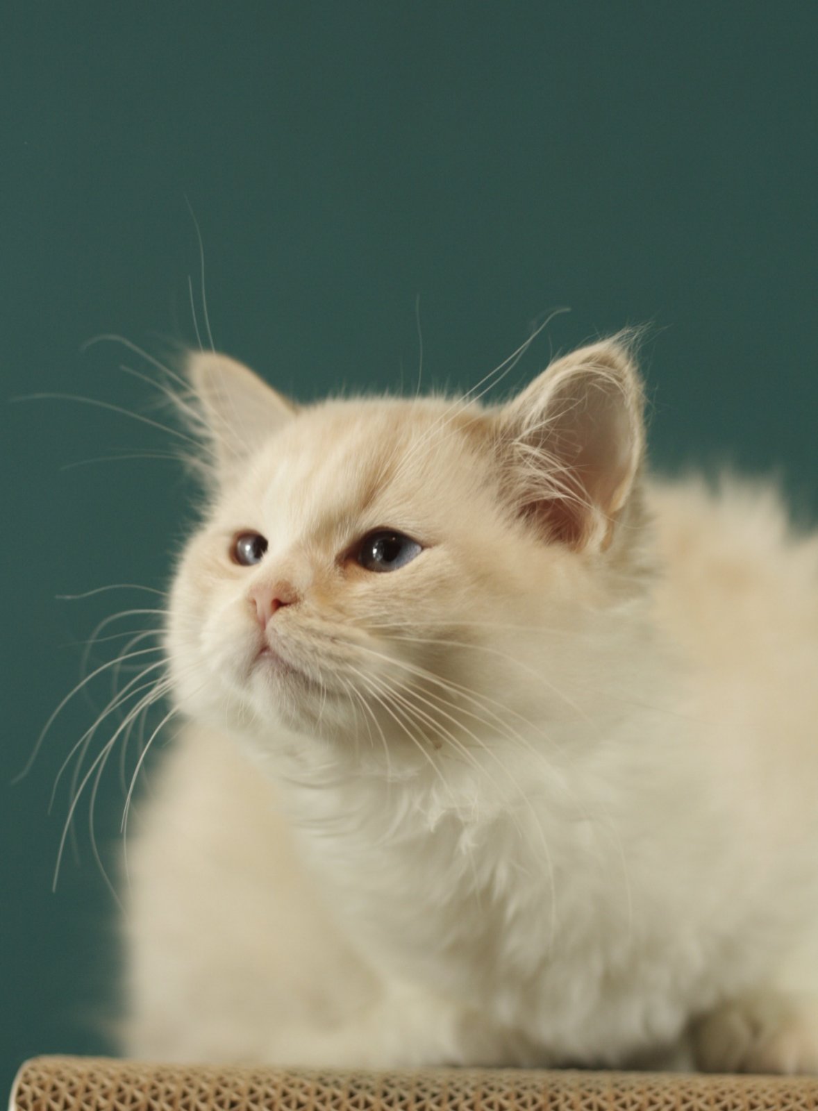 Thomasina Ragdoll