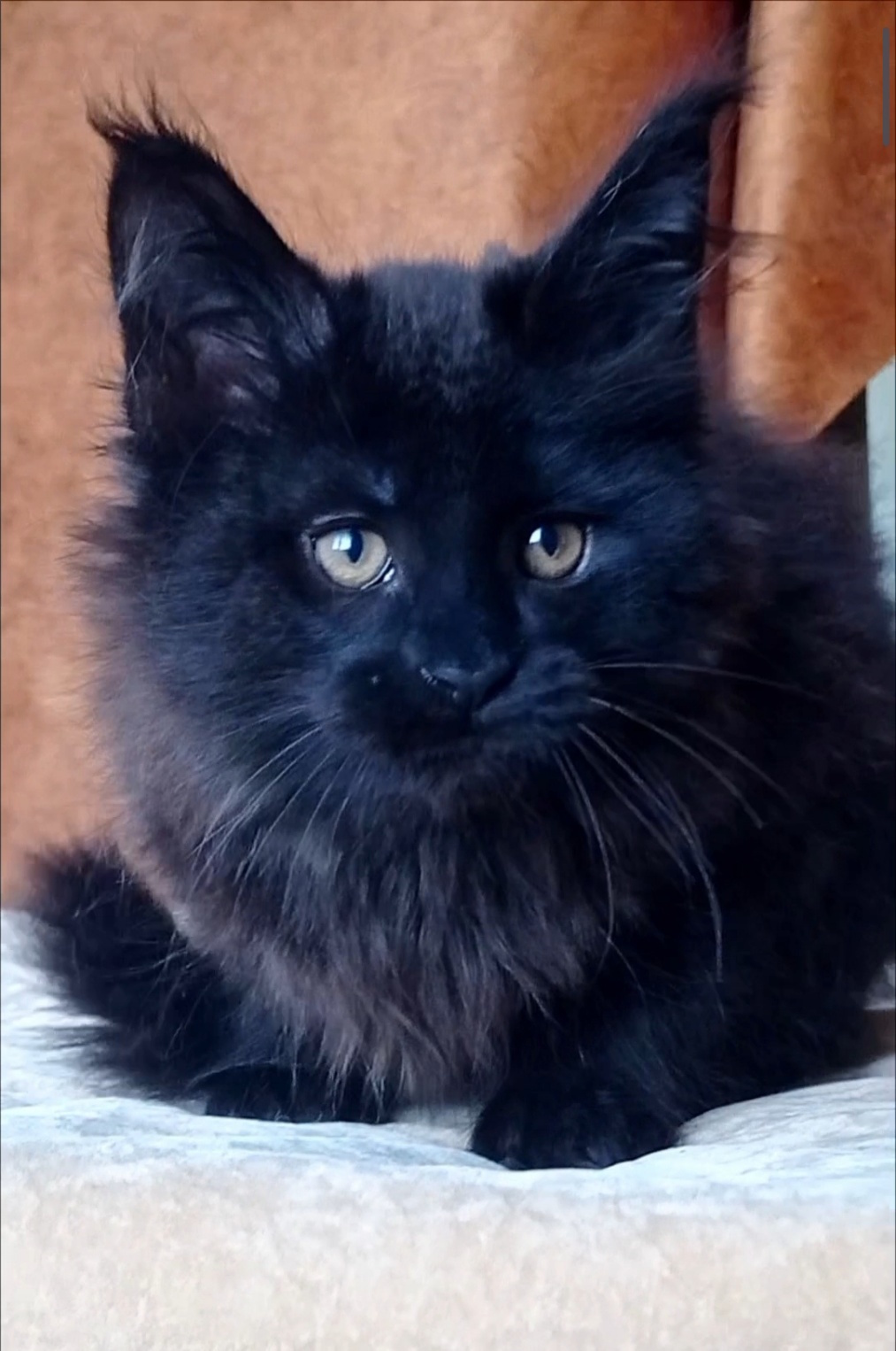 Uliann Maine Coon