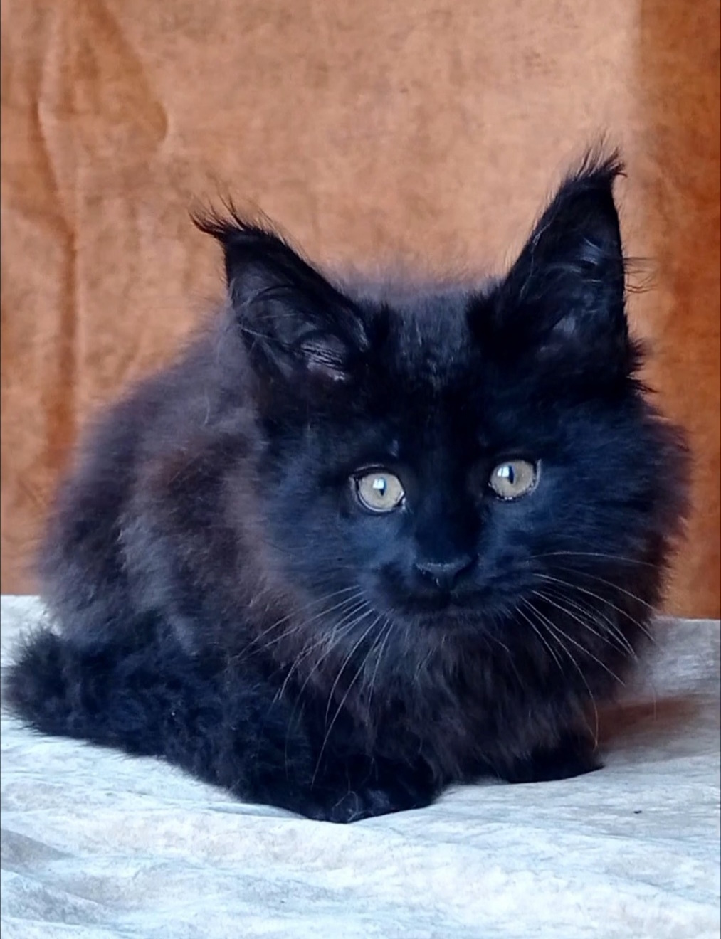 Uliann Maine Coon