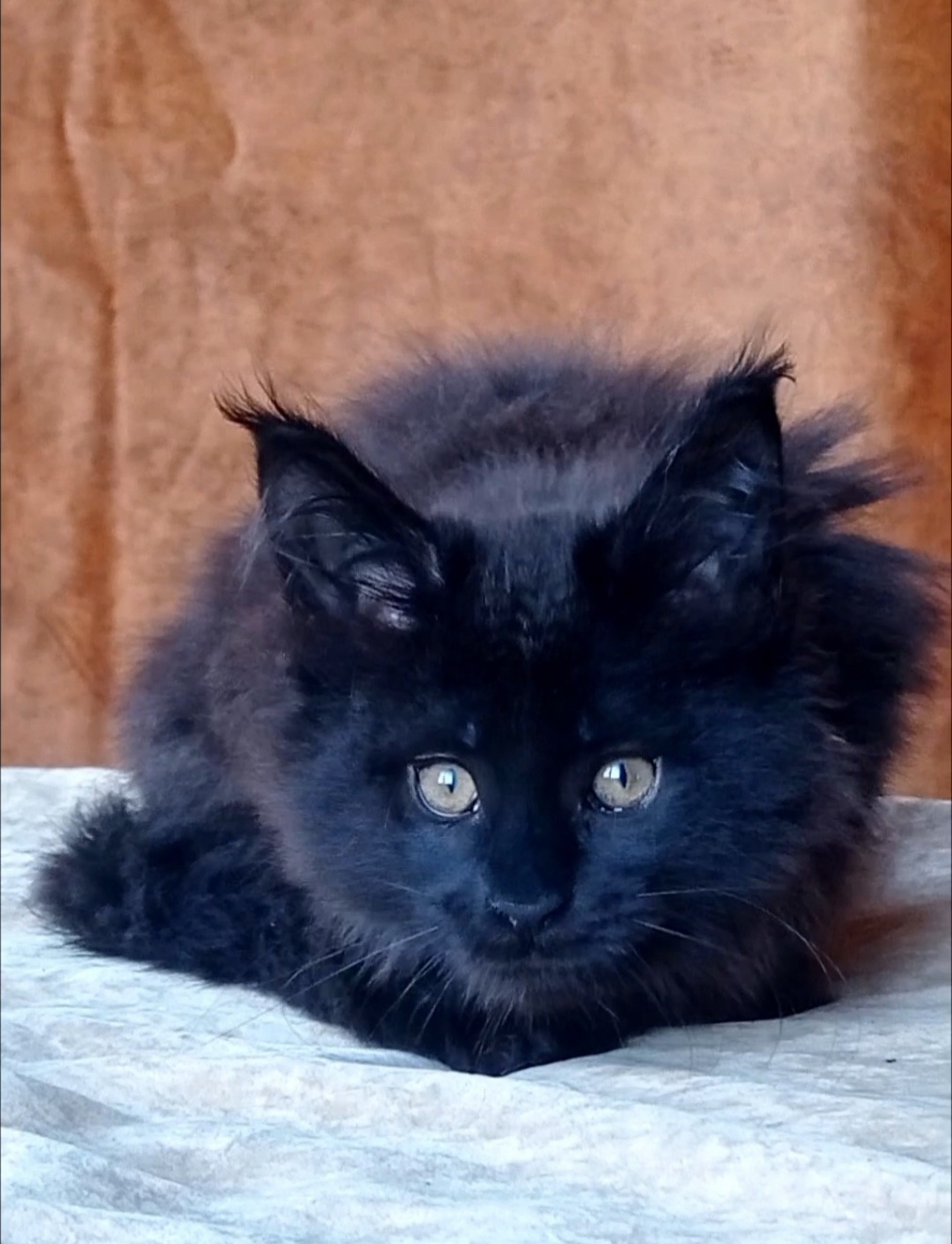 Uliann Maine Coon