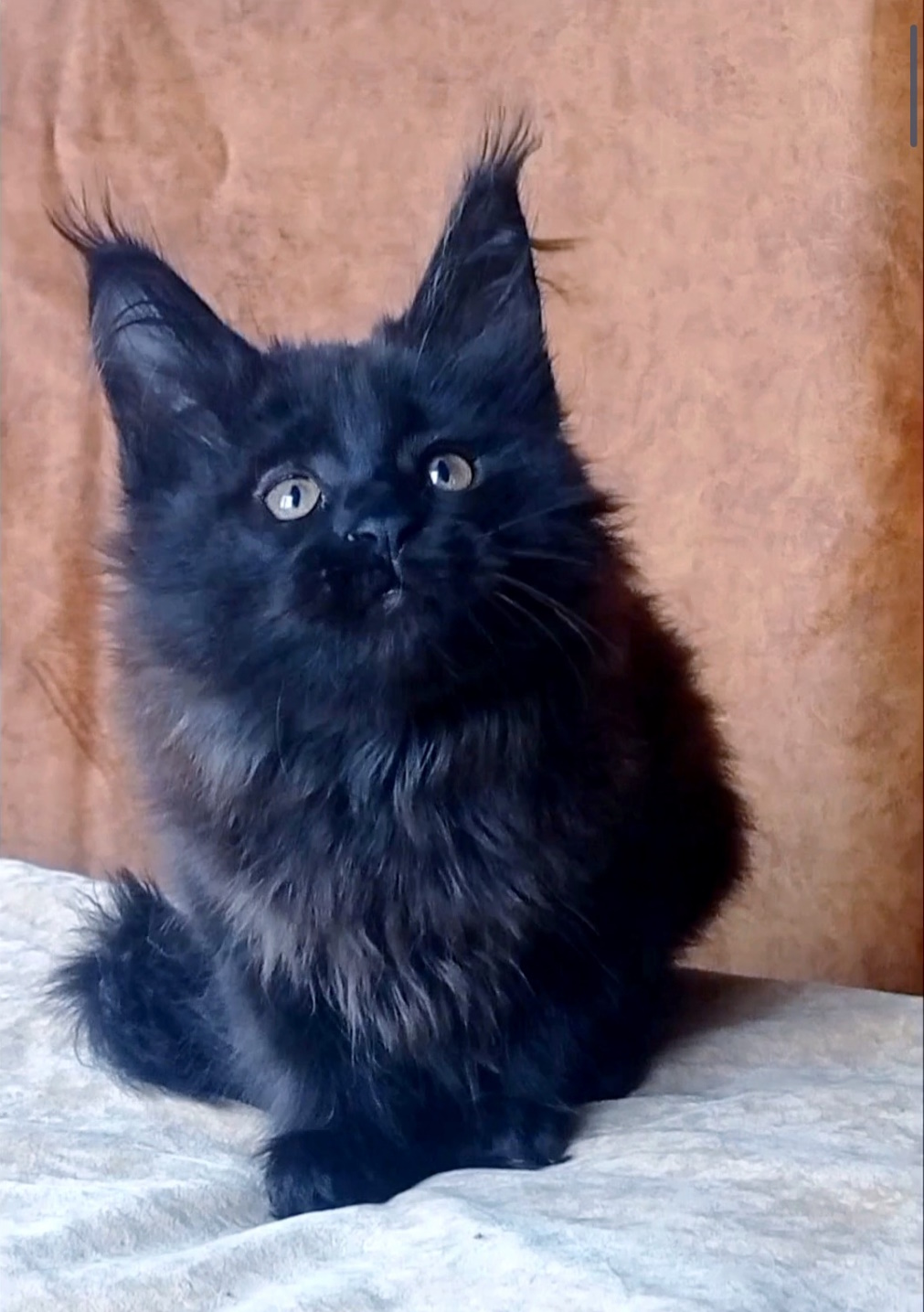 Una Maine Coon