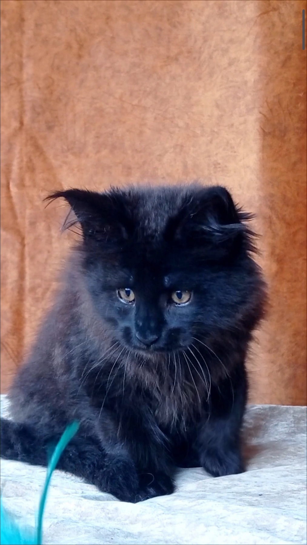 Una Maine Coon