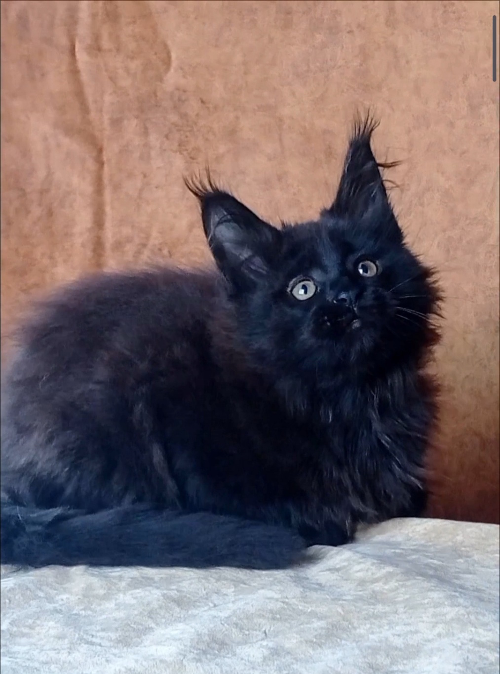 Una Maine Coon