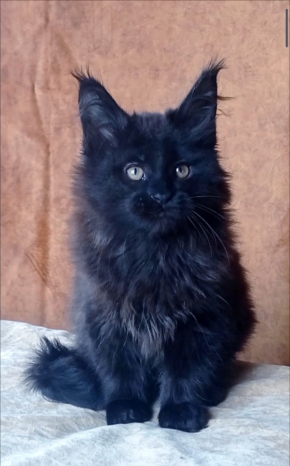 Una Maine Coon
