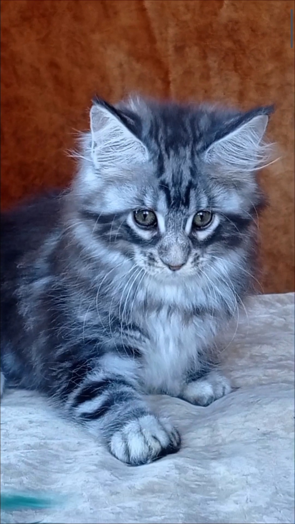 Urania Maine Coon