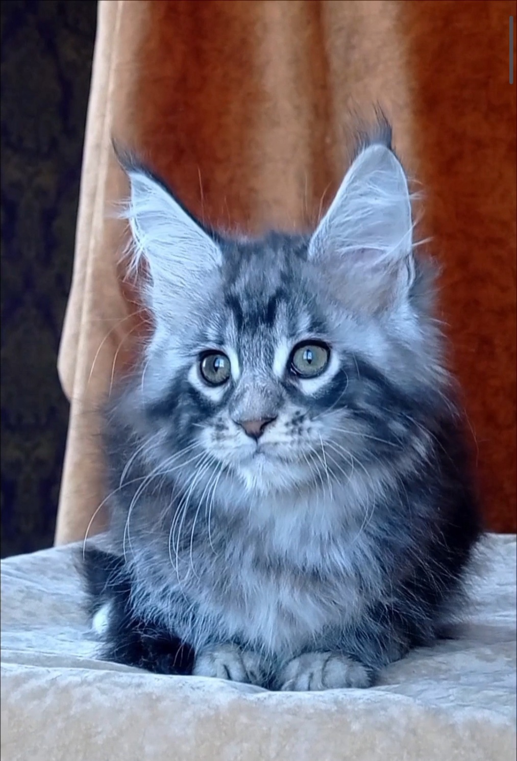 Urania Maine Coon