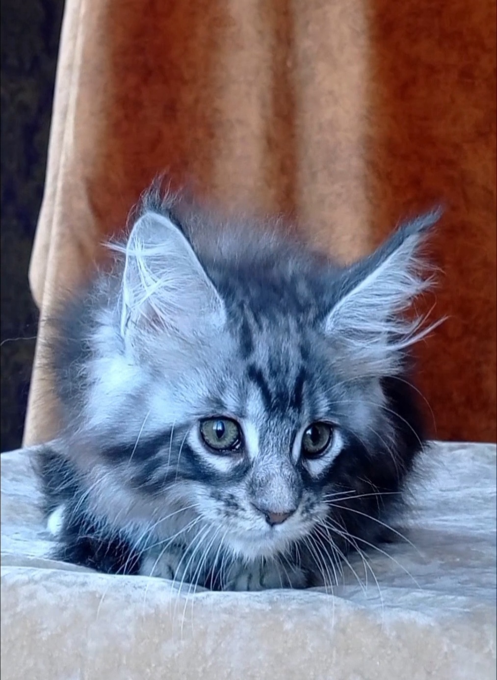 Urania Maine Coon