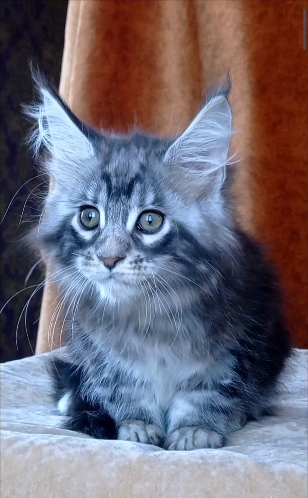 Urania Maine Coon