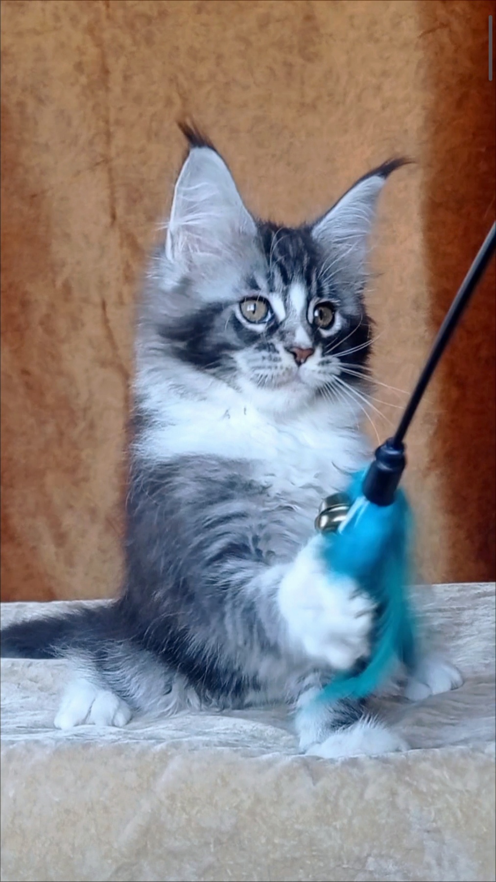 Uslada Maine Coon