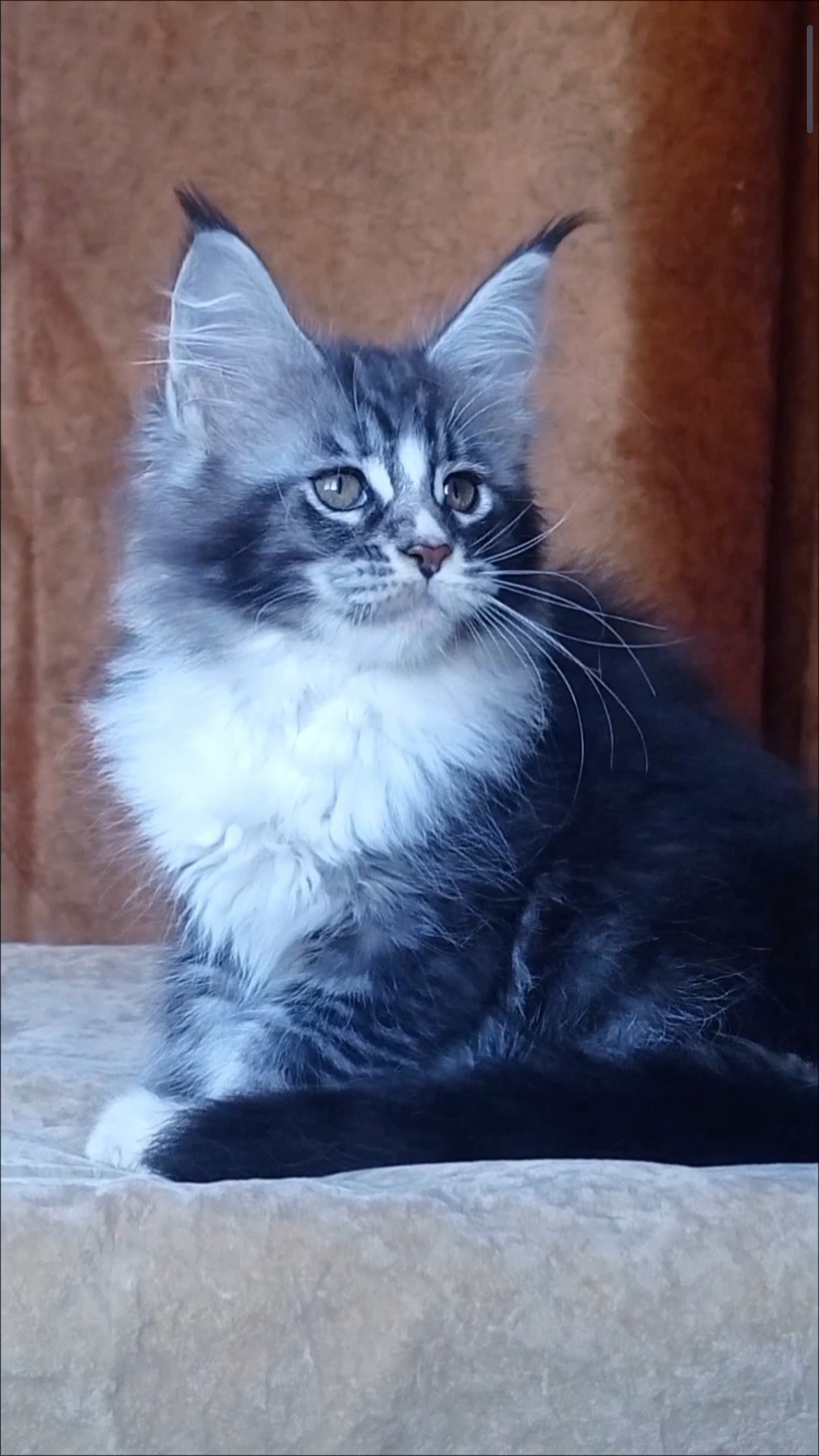 Uslada Maine Coon