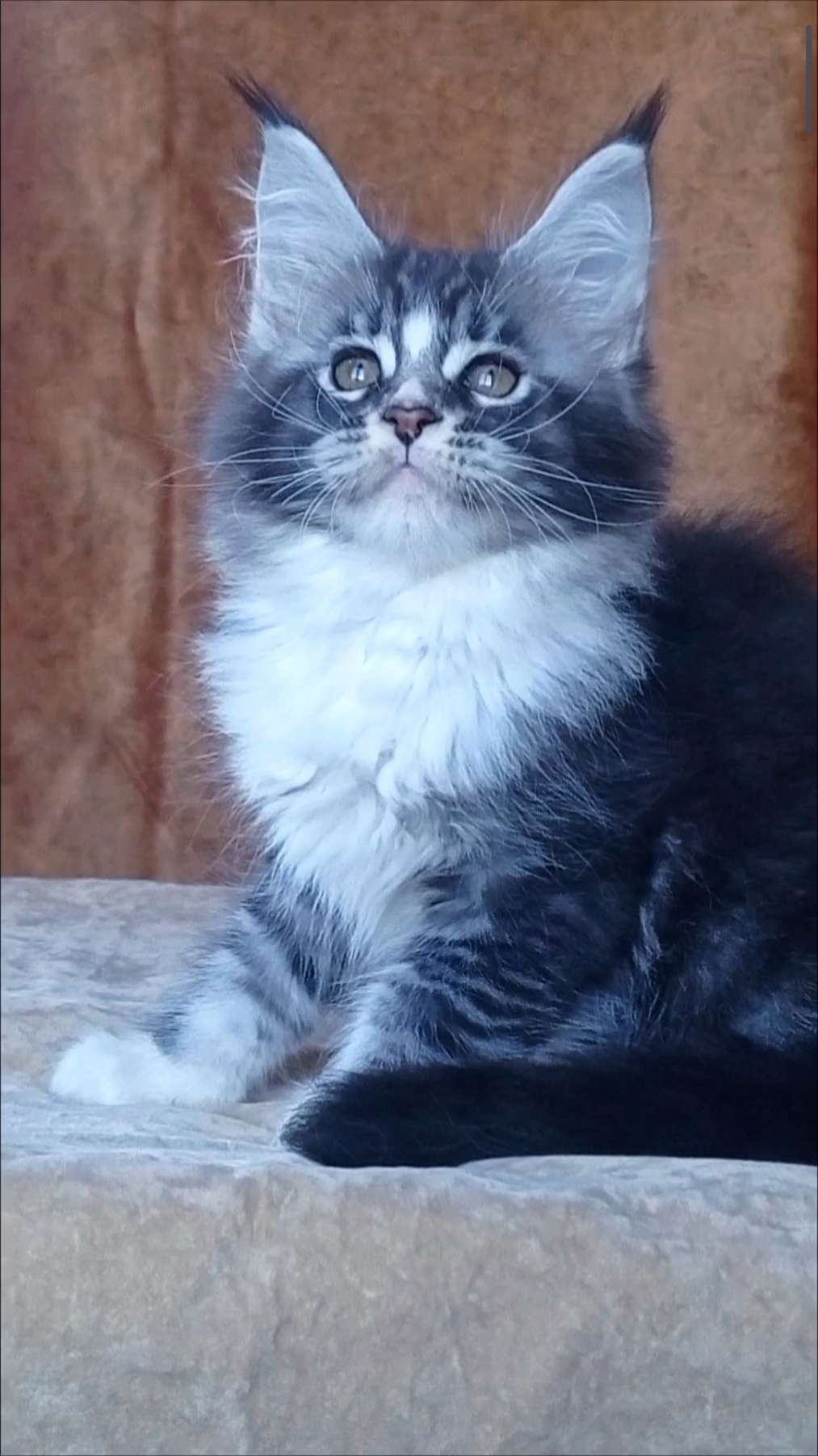 Uslada Maine Coon