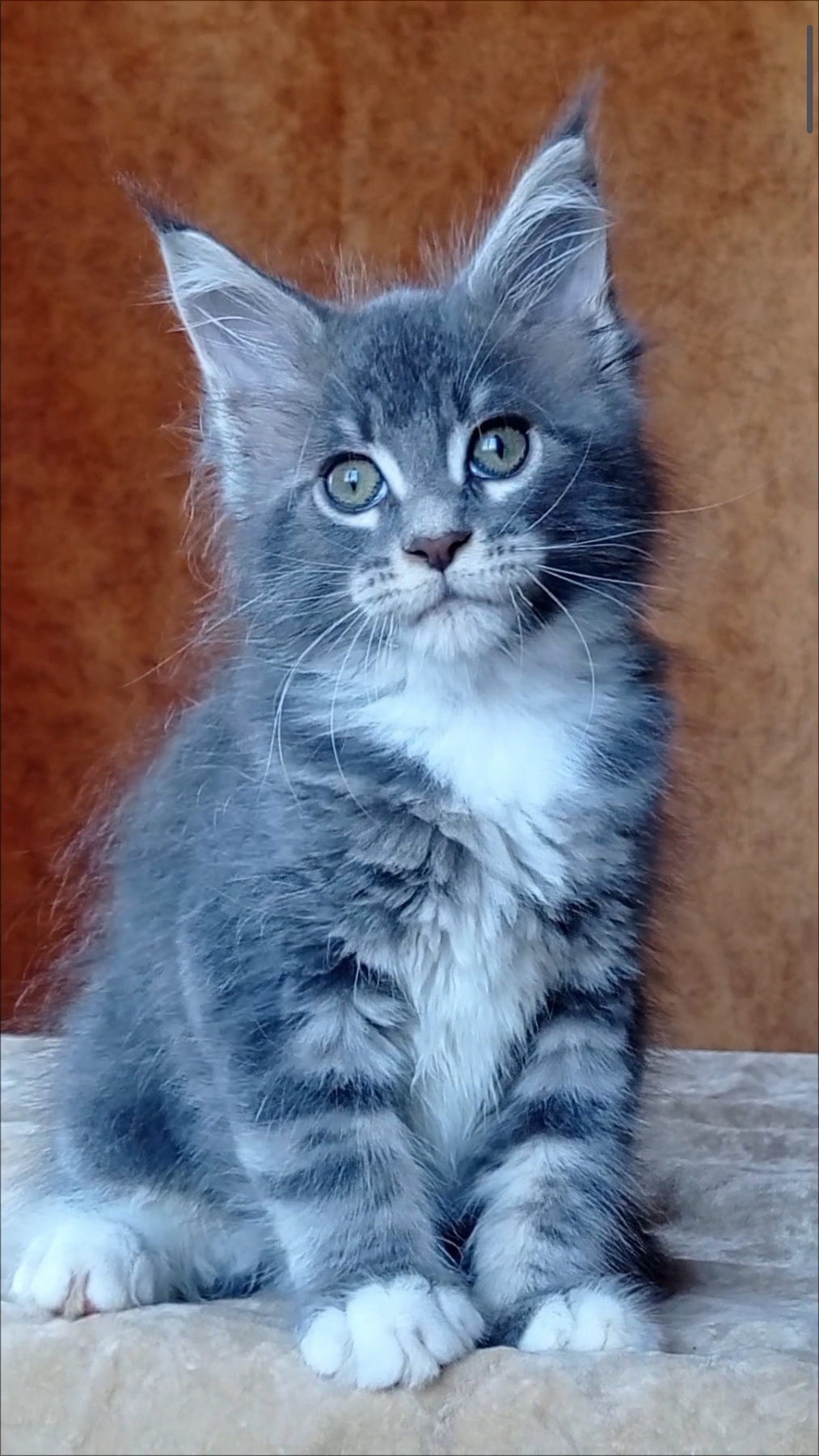 Vanessa Maine Coon