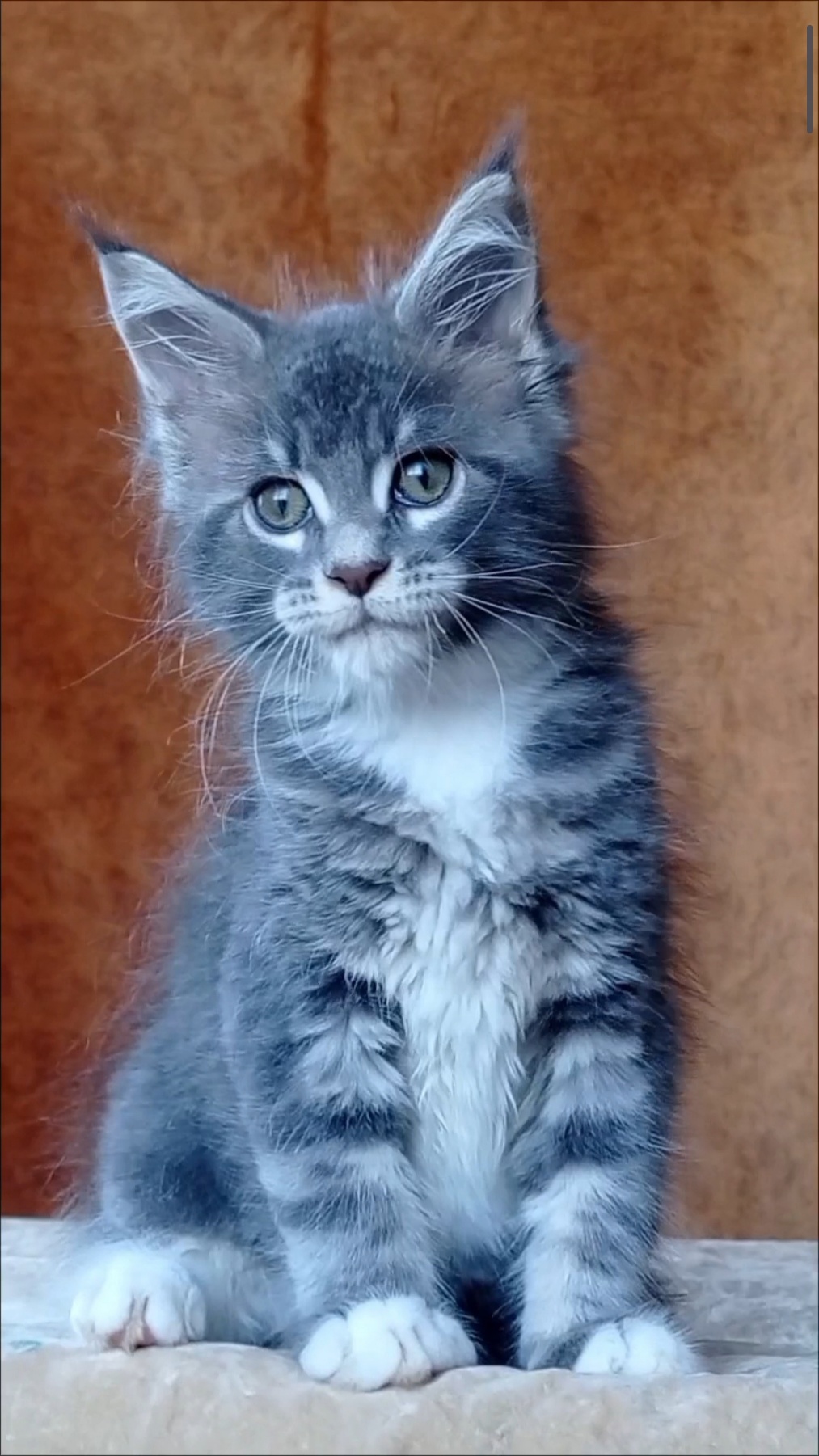 Vanessa Maine Coon