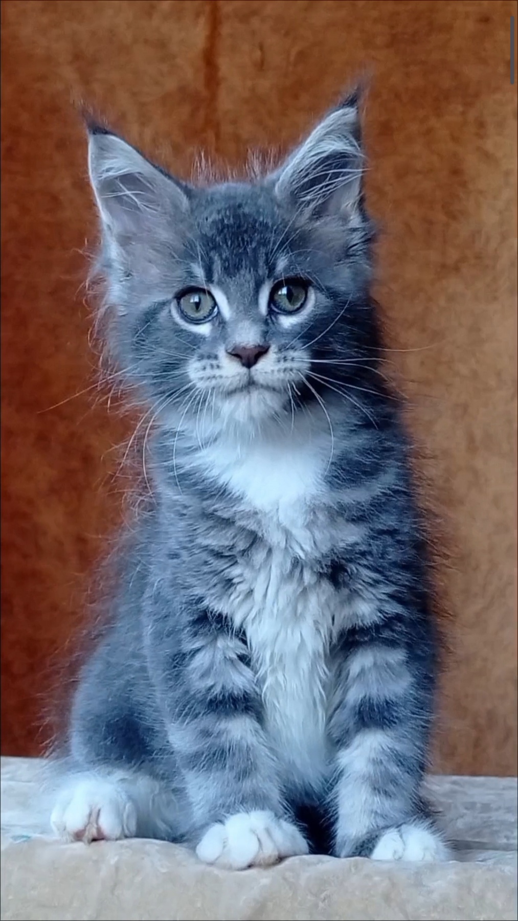 Vanessa Maine Coon