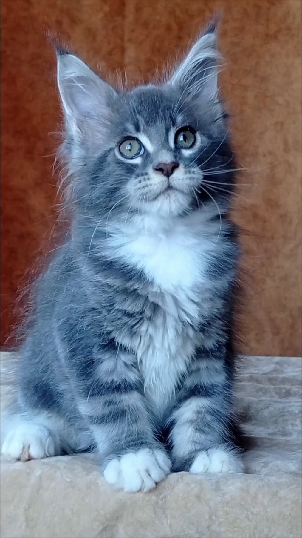 Vanessa Maine Coon