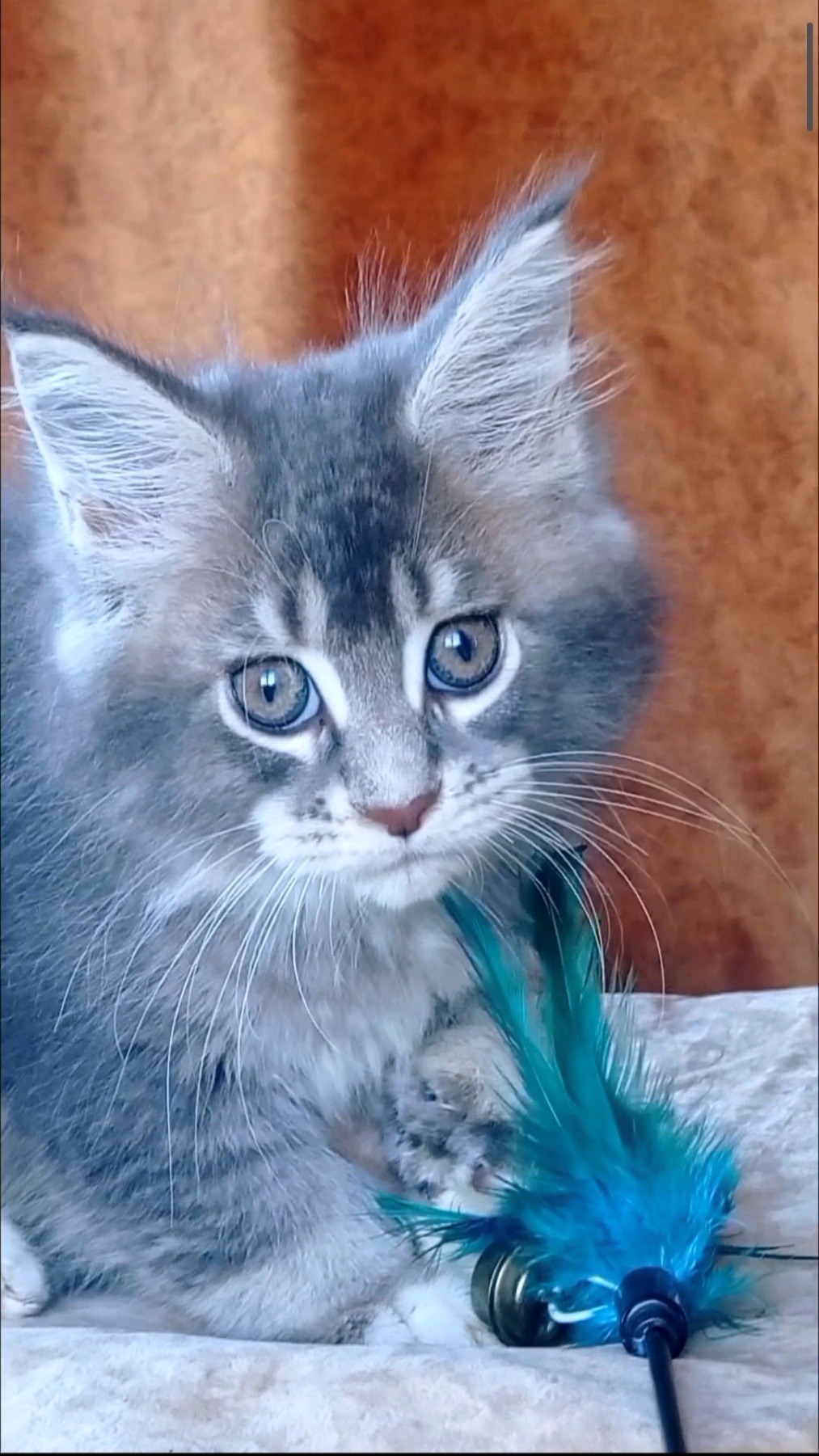 Vivien Maine Coon