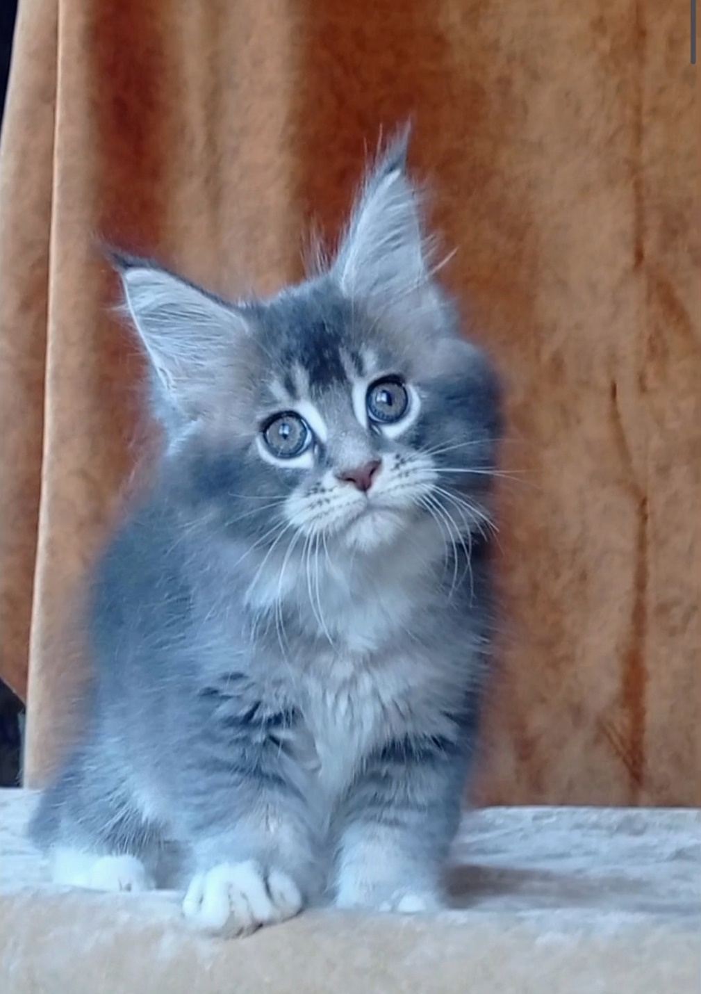 Vivien Maine Coon
