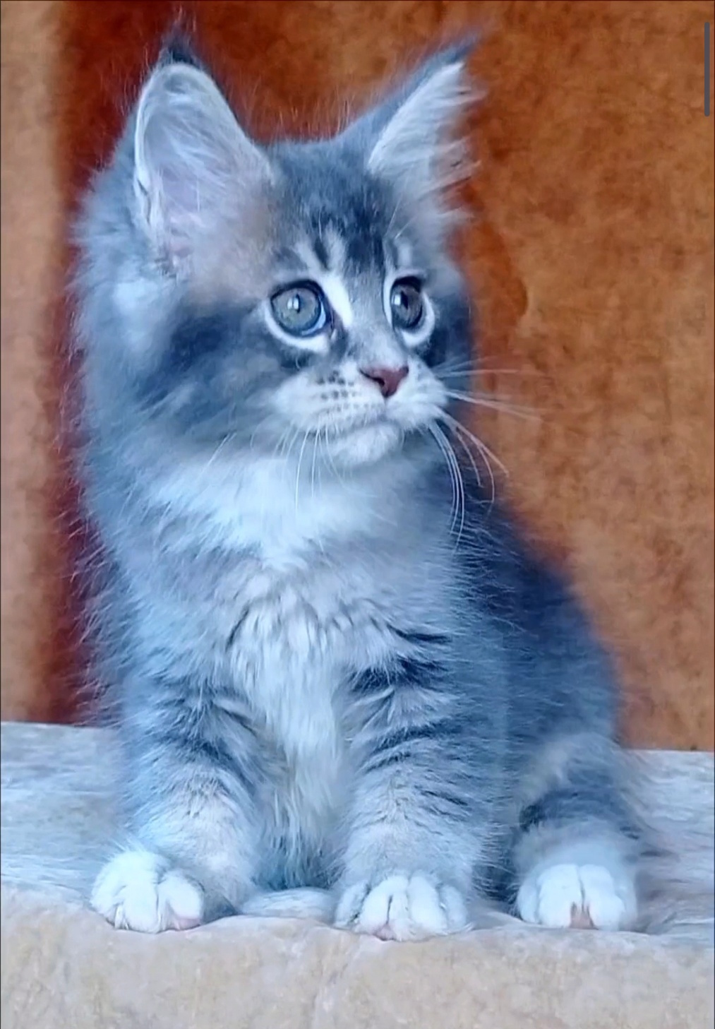 Vivien Maine Coon