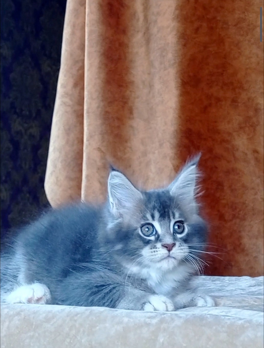 Vivien Maine Coon