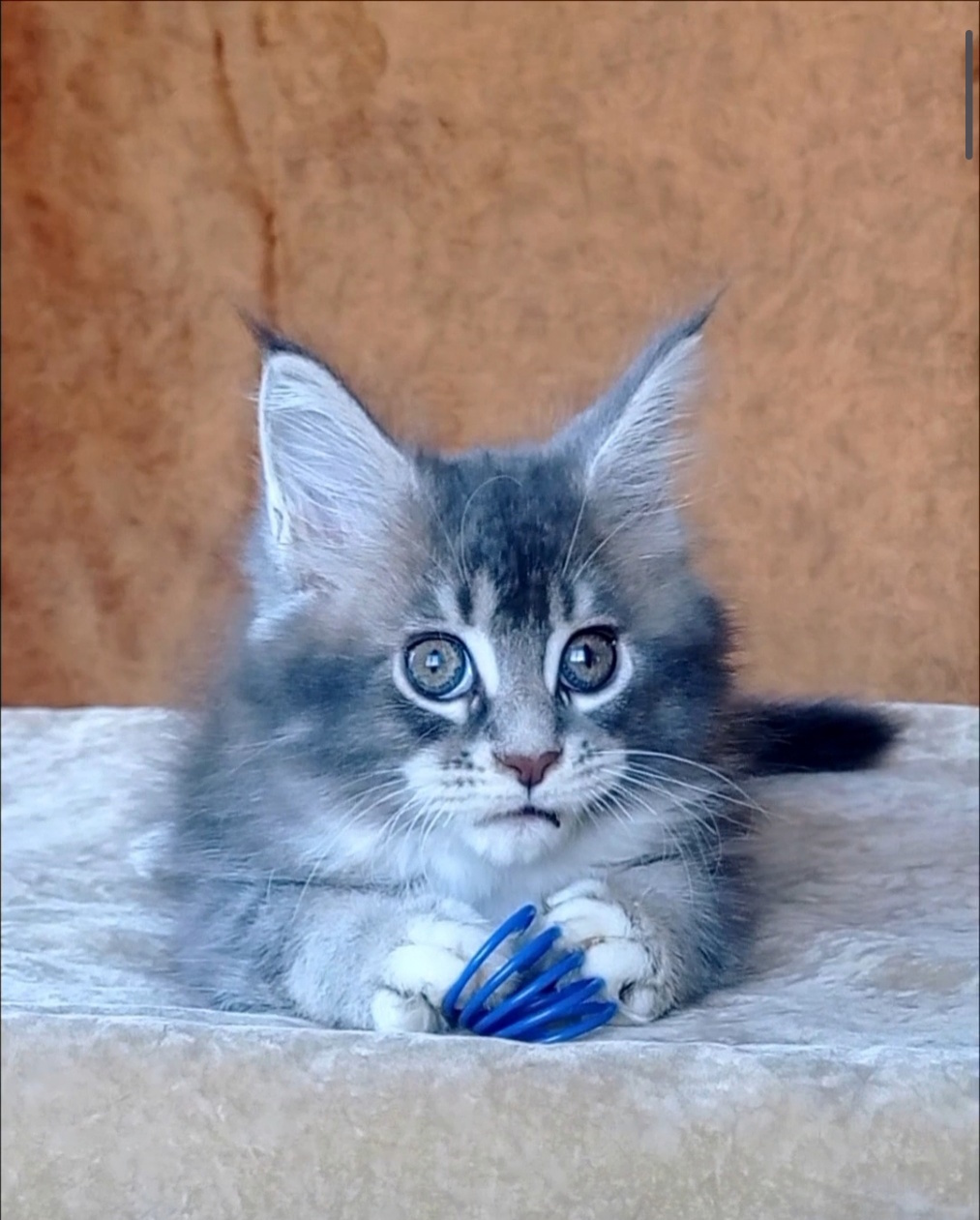 Vivien Maine Coon