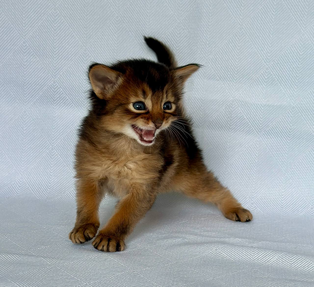 Wolf Somali