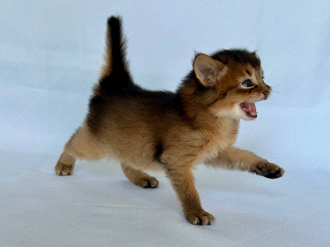Wyla Somali