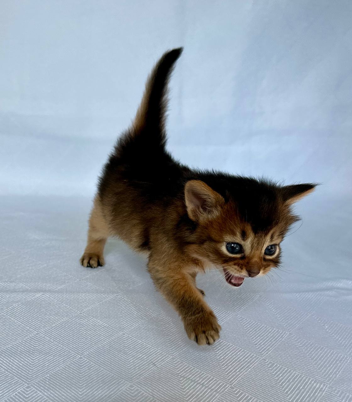 Wyla Somali