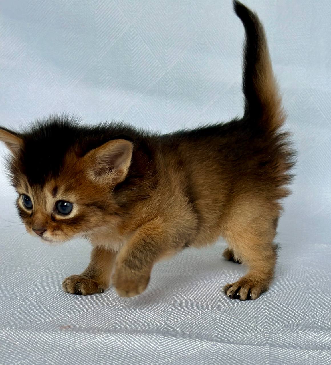 Wyla Somali